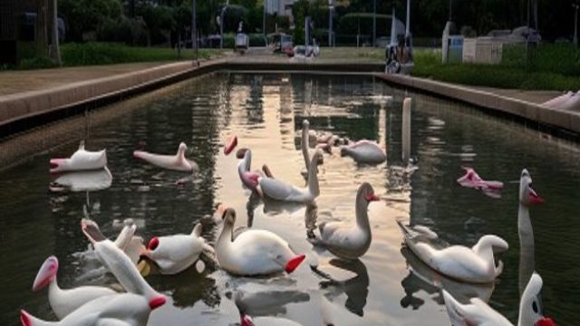 Concerns Rise After Multiple Dead Ducks Discovered in D.C. Pool