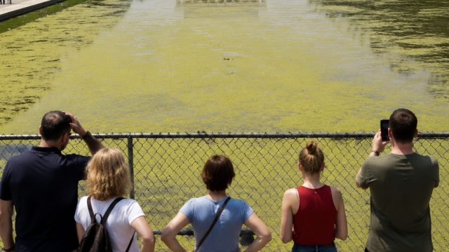 Public Outcry as Lincoln Memorial Reflecting Pool Faces Fencing Over Algae
